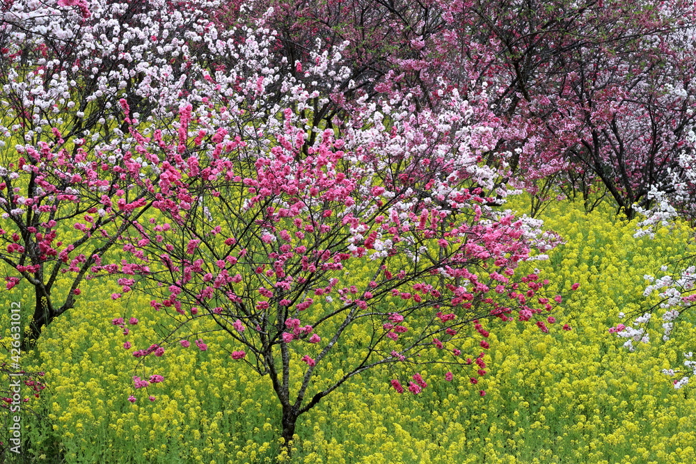 菜の花畑で咲き誇る花桃　（高知県　西川花公園）