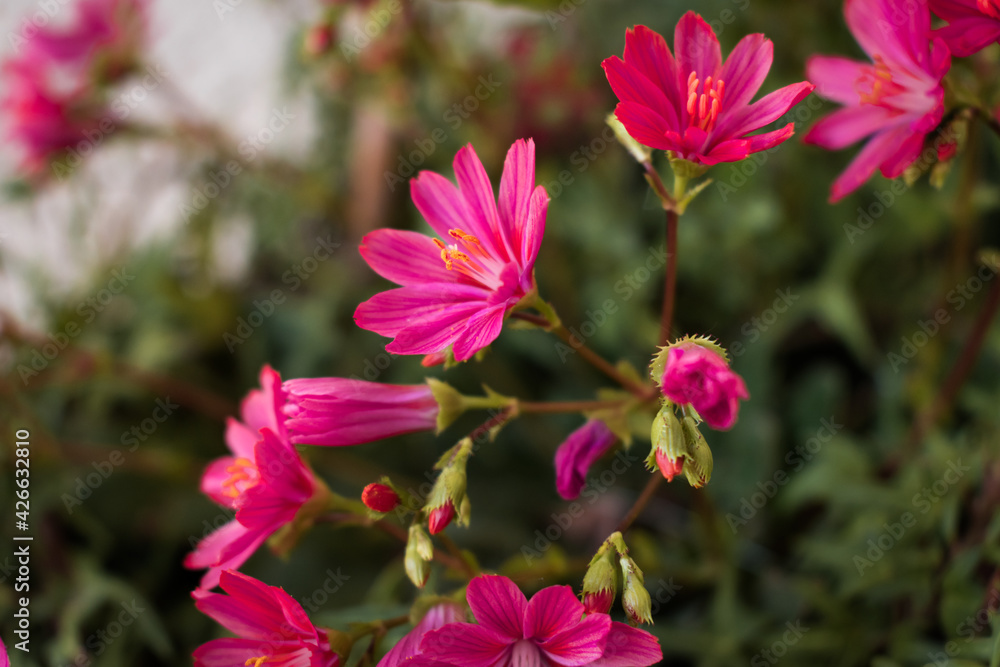 Fototapeta premium Beautiful vivid pink cliff maids blooming on the balcony in spring