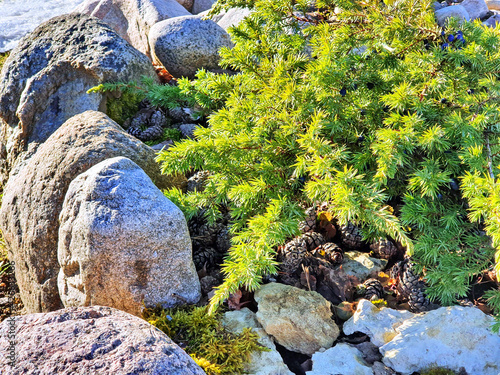 Juniperus conferta Schlager young in stone rockery, composition from the garden.	
