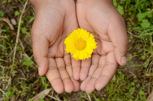 the holding hands with yellow flower social cooperative responsibility concept over out of green background.