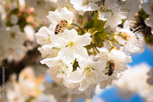 Bees pollinating a sour cherry tree branch full of blooming white flowers
