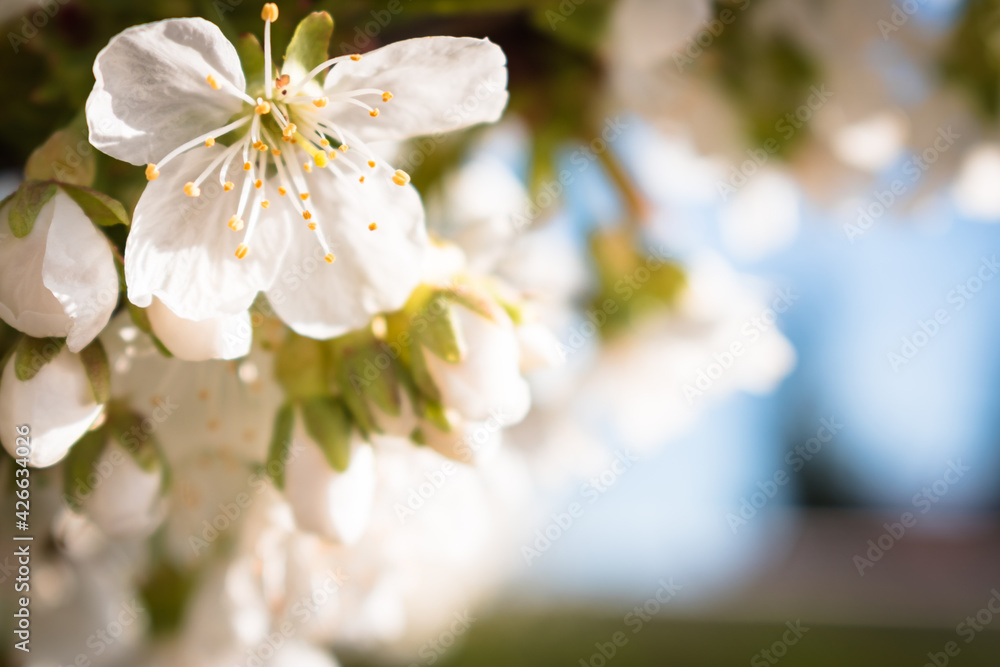 Sour cherry tree branch full of blooming white flowers Sour cherry tree branch full of blooming white flowers