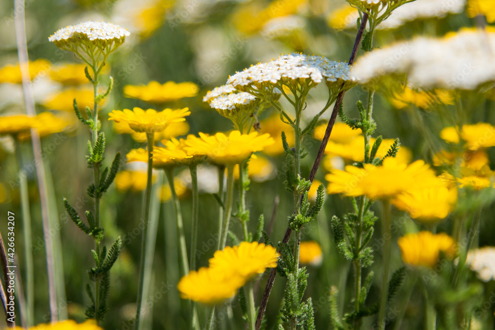 Obraz premium Springtime