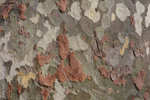 Турция. Стамбул. Фактурная кора дерева. Поверхность ствола платана.      Turkey. Istanbul. Textured tree bark. The surface of the sycamore tree trunk.