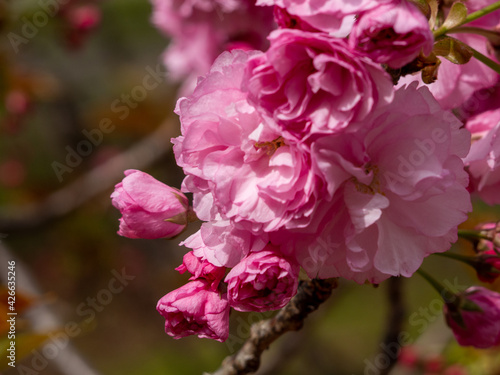 cherry blossoms season in japan