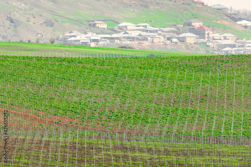 Grape plantation on the hillside