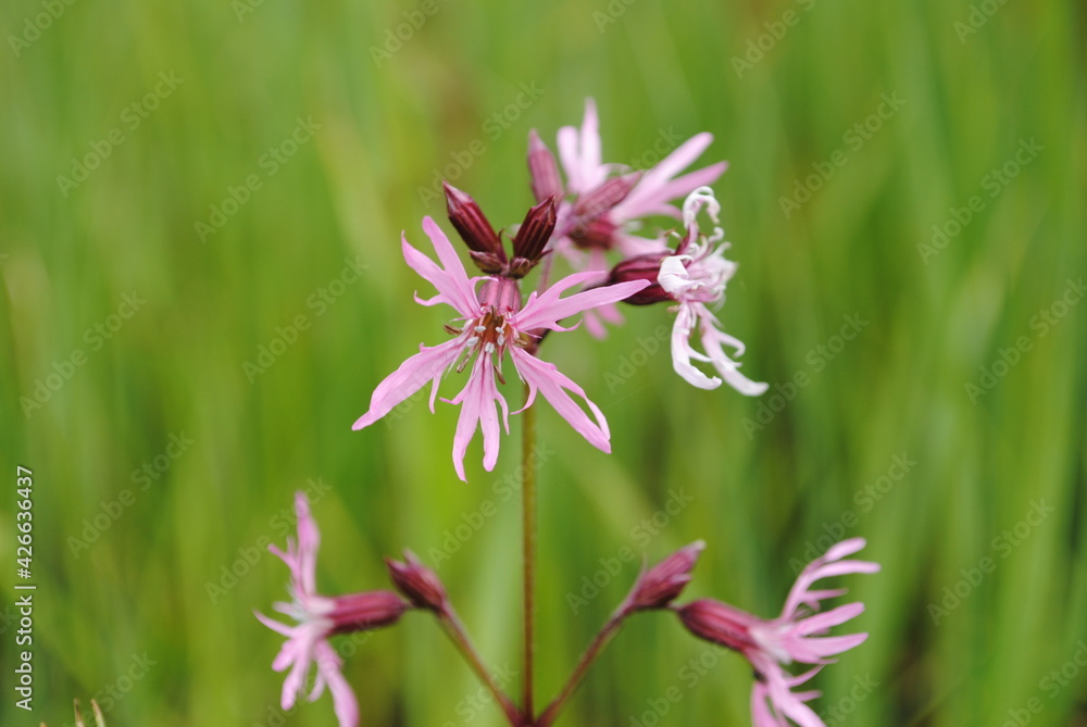 Silene flos-cuculi, Lychnide fleur de coucou, œillet des prés ou œil-de-perdrix Silene flos-cuculi, Lychnide fleur de coucou, œillet des prés ou œil-de-perdrix
