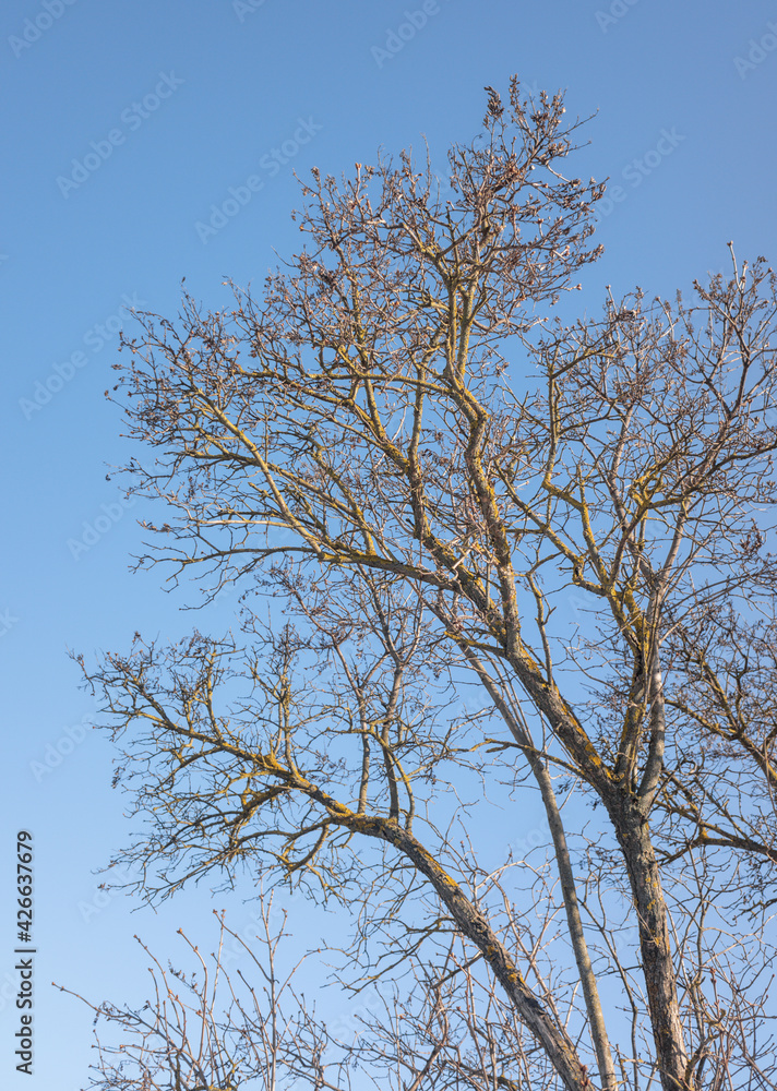 Dry tree branches on blue sky with white clouds Dry tree branches on blue sky with white clouds