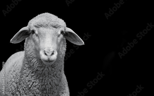 Foto Closeup of a young white sheep looking at camera and isolated on black backgroun
