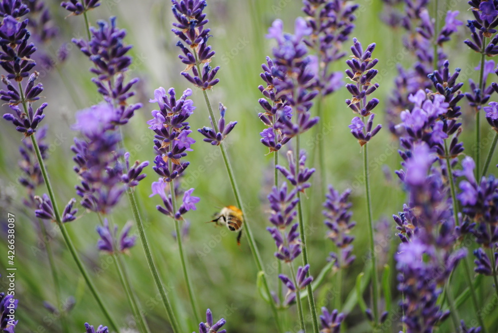 Lavandula, lavande et abeille en vol 