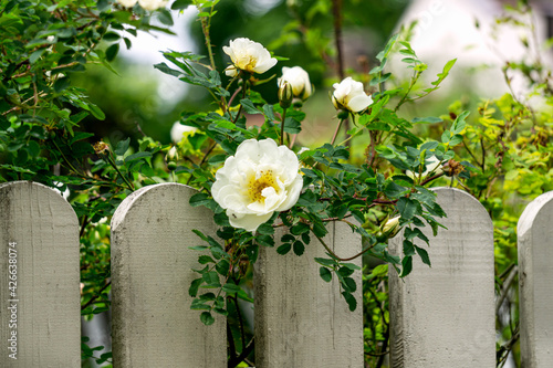 White garden rose flowers peek out over the fence.