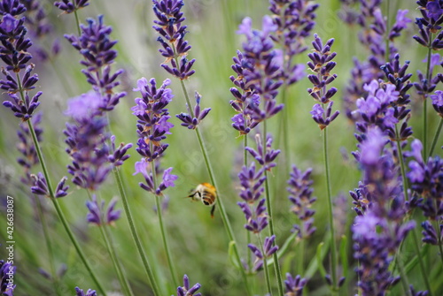 Lavandula, lavande et abeille en vol 