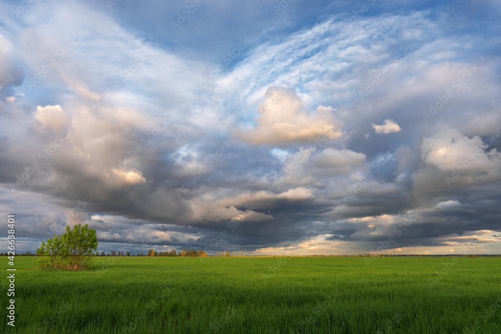 spring field on a background of cumulus clouds during sunset spring field on a background of cumulus clouds during sunset