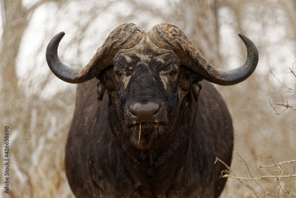 cape buffalo portrait in the wild cape buffalo portrait in the wild