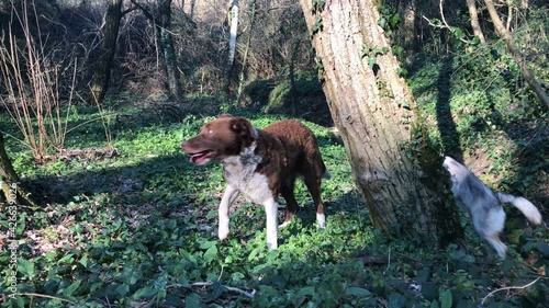 dog on the grass