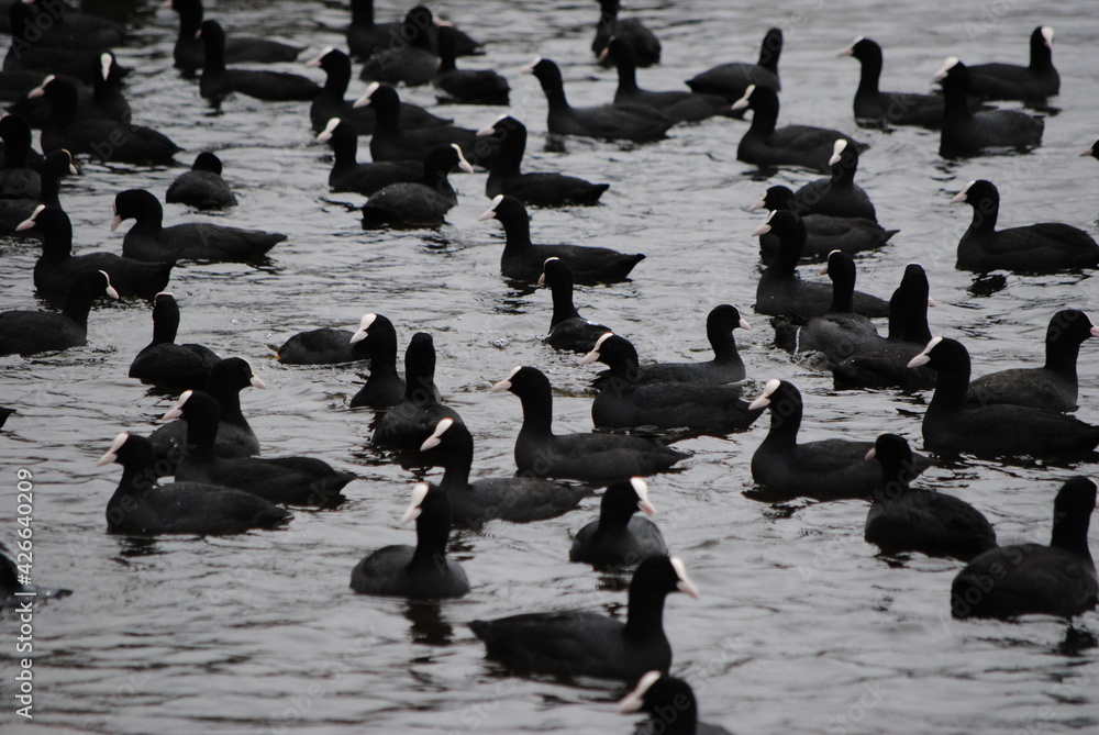 Fototapeta premium Foulque macroule, poule d'eau (Fulica atra) - Eurasian Coot en colonie sur une surface d'eau