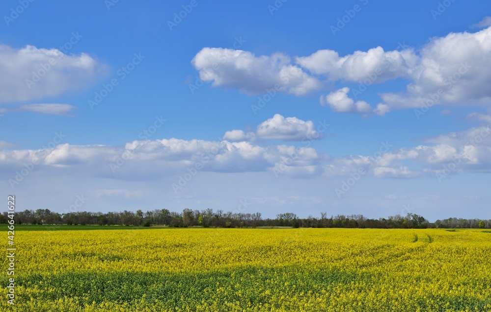 Frühlingslandschaft mir Rapsfeld und Wolken in Ungarn
