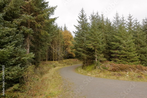 curved road in pine woods plantation