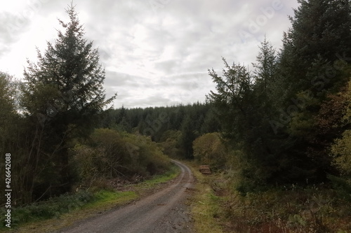 road in pine forest plantation