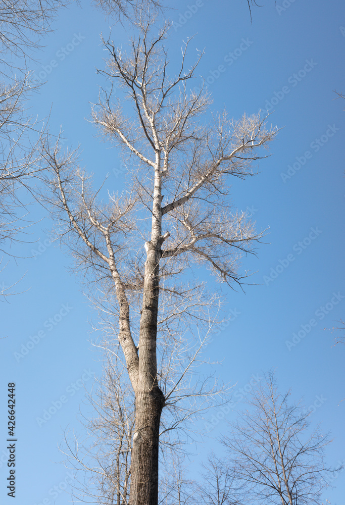 Dry tree branches on blue sky with white clouds Dry tree branches on blue sky with white clouds