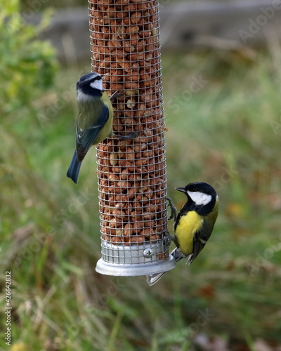 great tit and blue tit on a peanut feeder