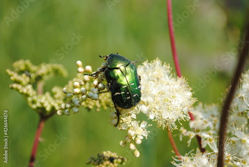 Reine-des-prés (Filipendula ulmaria) et scarabée