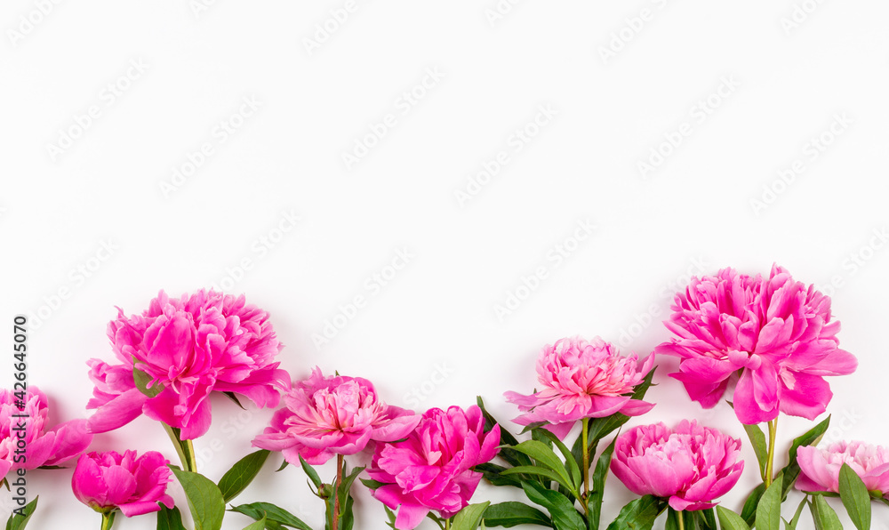 pink peony flowers on a white background with a copy space pink peony flowers on a white background with a copy space