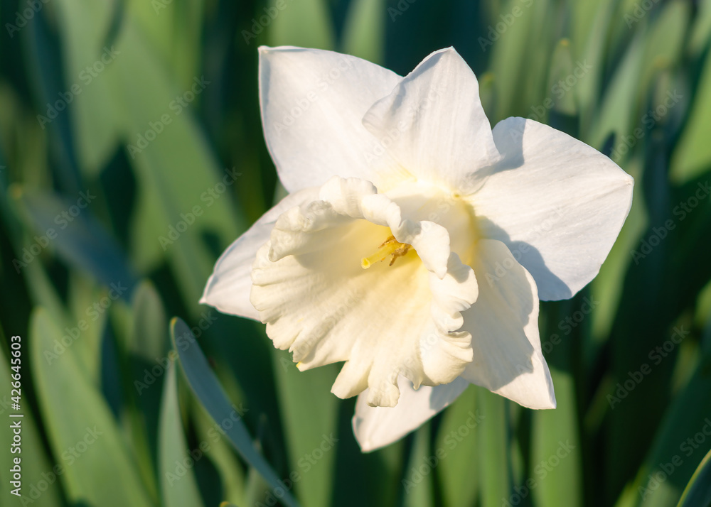 White daffodil (Narcissus)on green background. White daffodil (Narcissus)on green background.