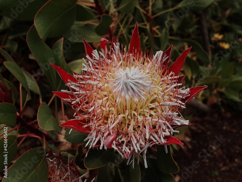 Australian flower