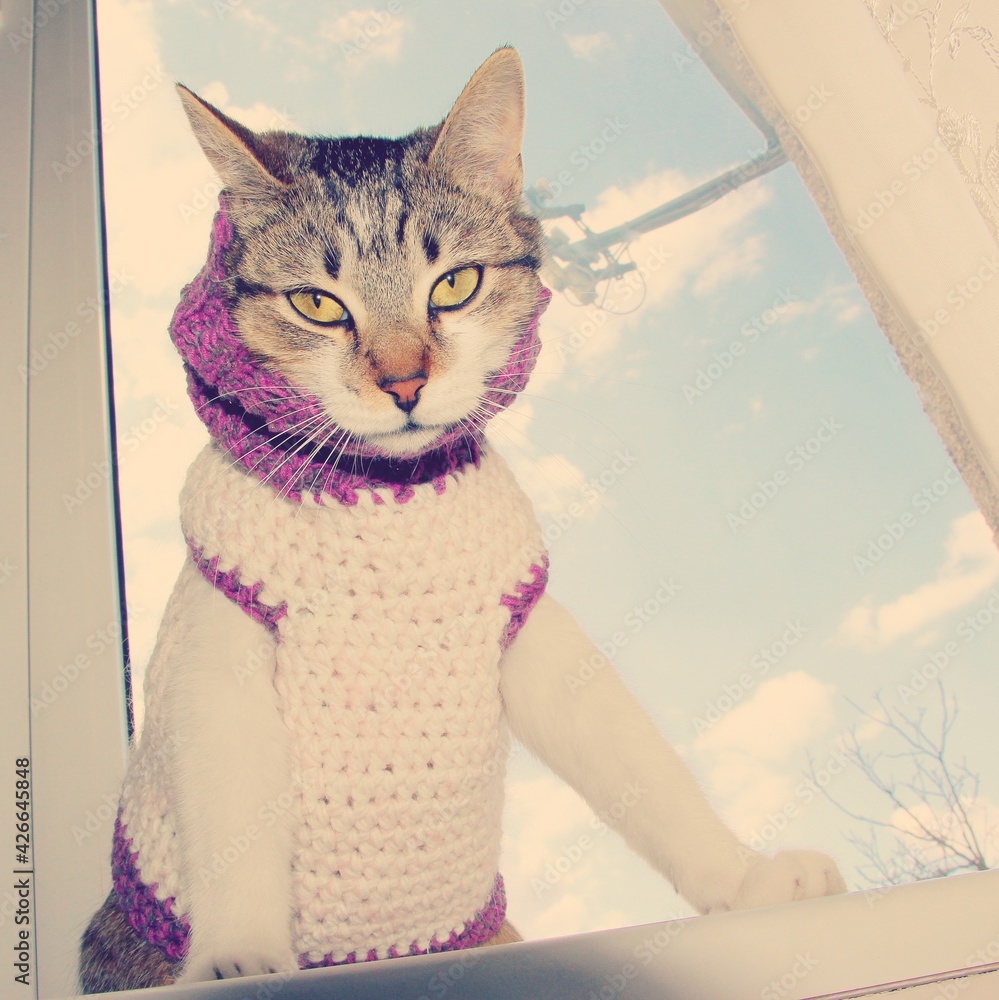 A cute angry cat in a knitted turtleneck sweater sits by the