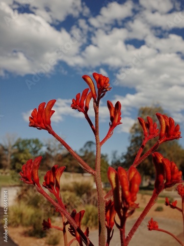 red kangaroo paw flower