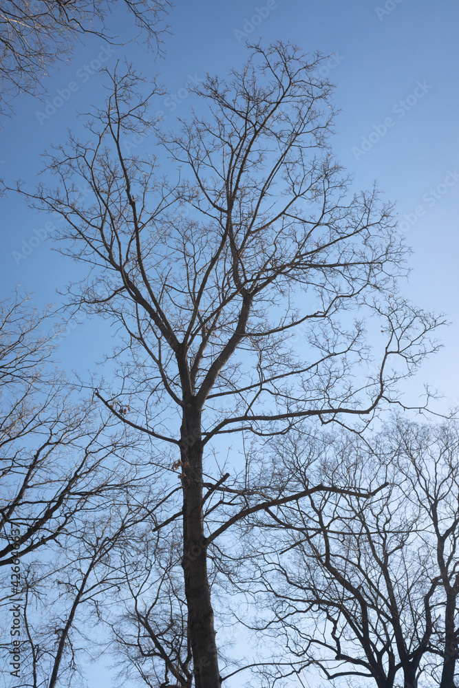 Dry tree branches on blue sky with white clouds Dry tree branches on blue sky with white clouds