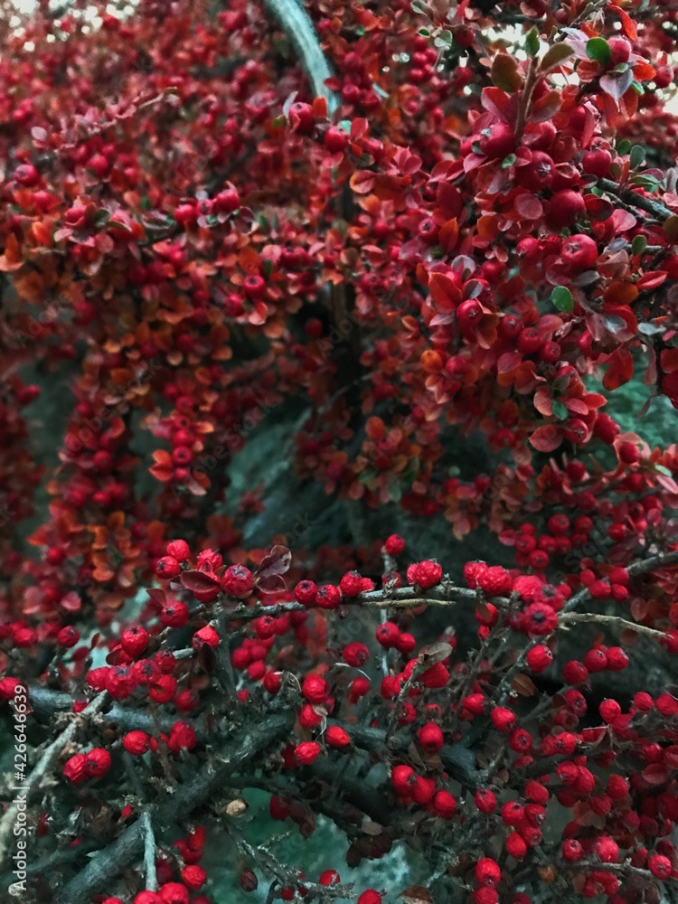 Red Flower