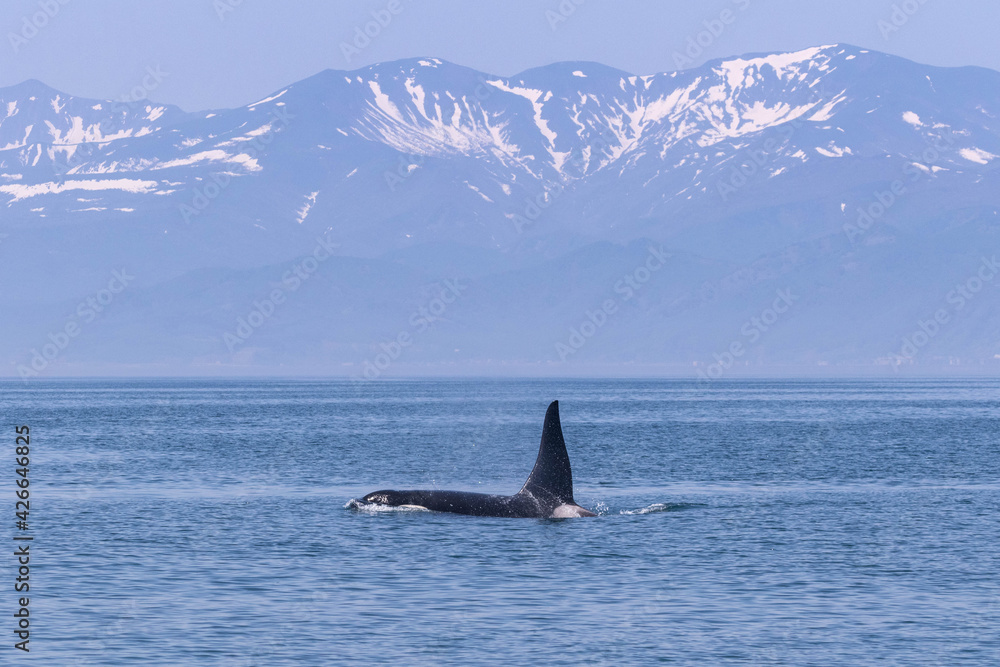 Fototapeta premium 知床の海に回遊する野生のシャチ（北海道羅臼沖）