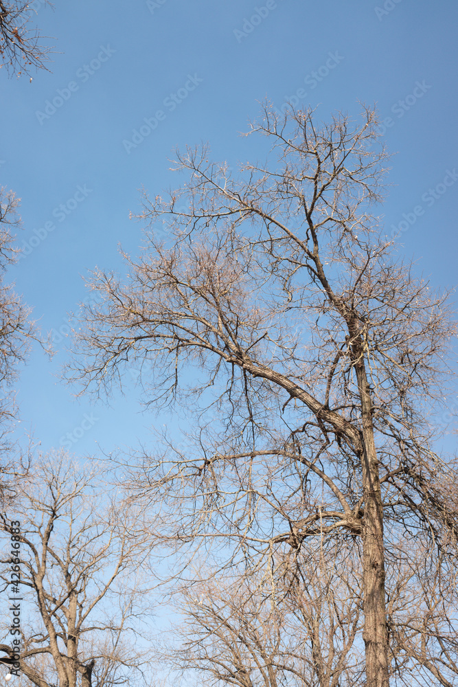 Dry tree branches on blue sky with white clouds Dry tree branches on blue sky with white clouds