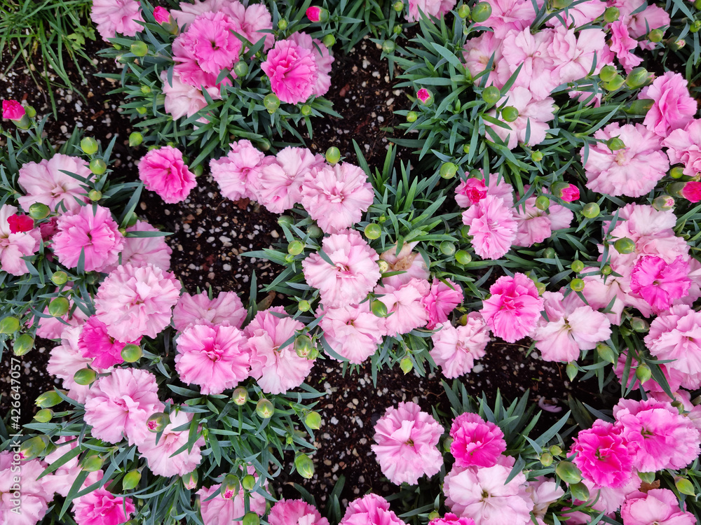 pink Carnation in flower garden