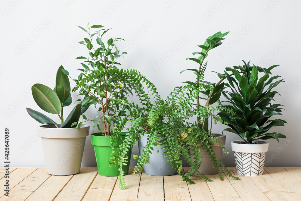 Fototapeta premium Pots with plants on light background
