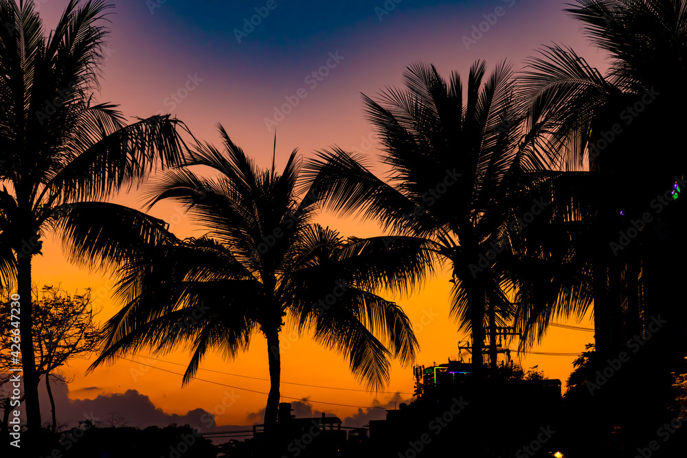 Palm trees in a sunset in Vietnam