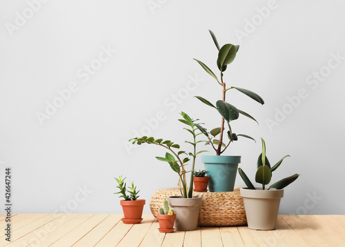 Pots with plants on light background