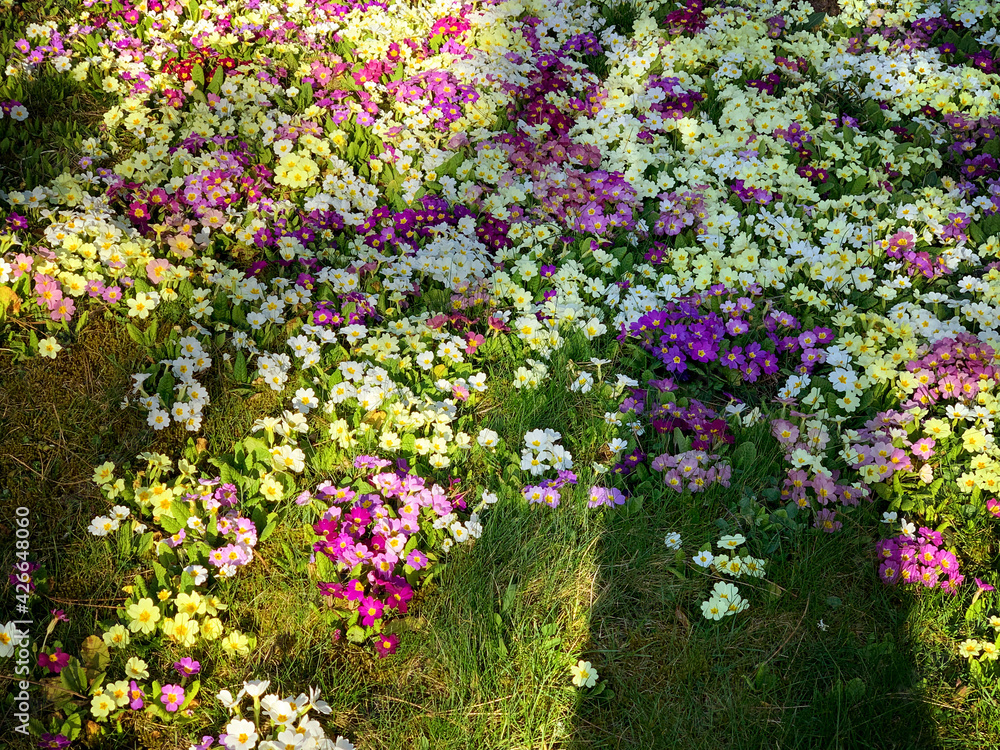 Fototapeta premium Blooming primroses in spring