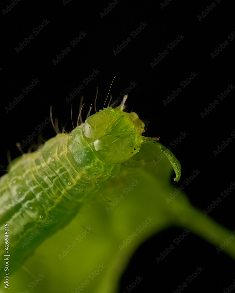 Green caterpillar eating green leaves on black background Green caterpillar eating green leaves on black background