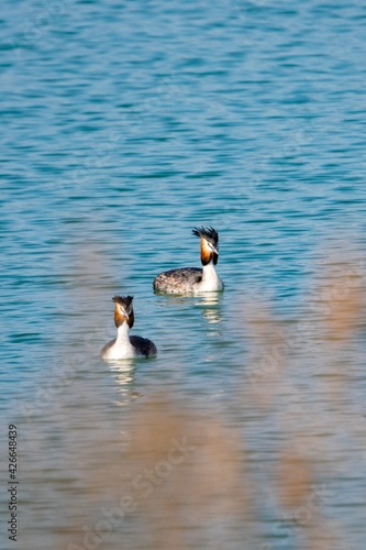 view of great crested grebe on a lake