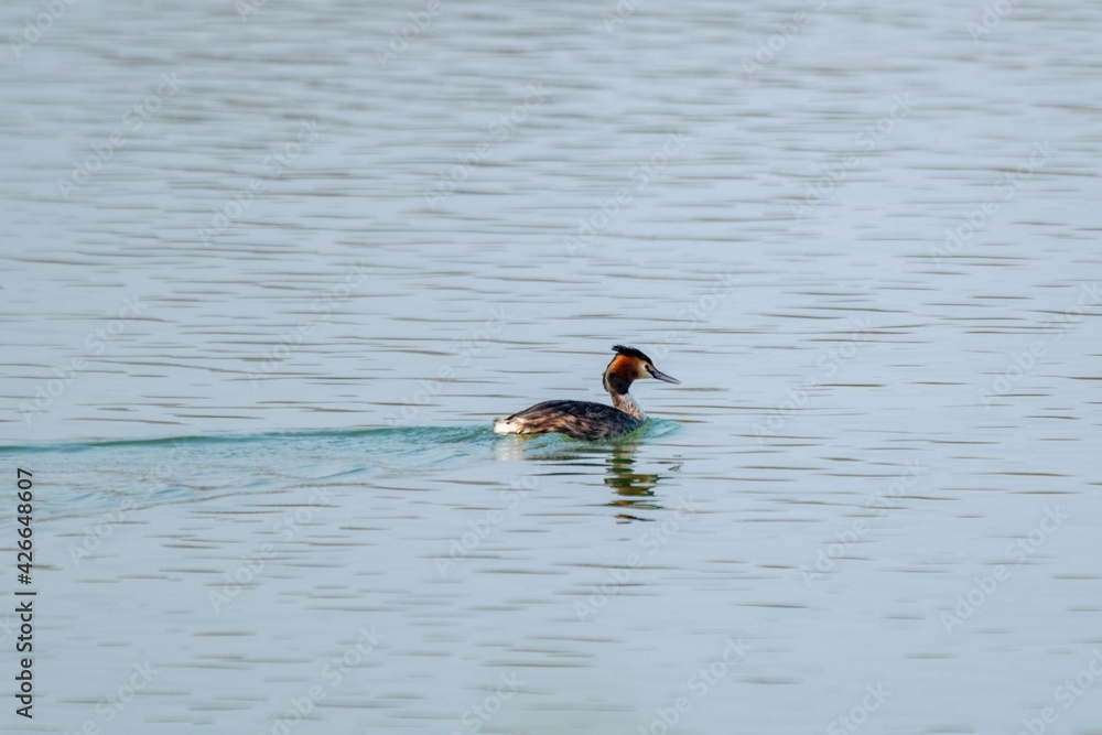 view of great crested grebe on a lake view of great crested grebe on a lake