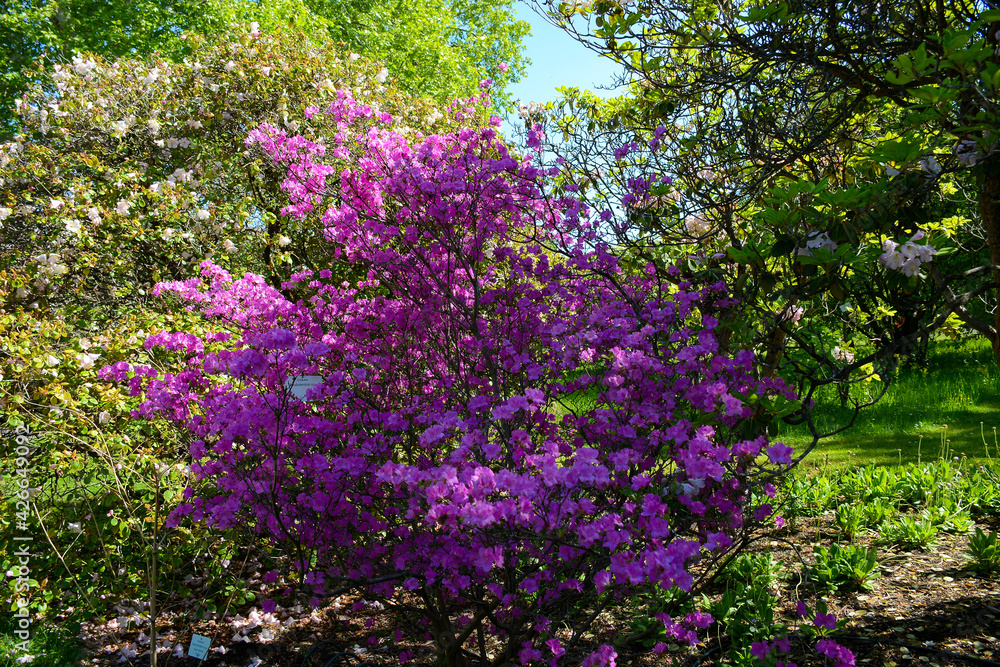 Obraz premium Vienna, Austria - July 25, 2019: Beautiful blooming trees in University of Vienna Botanical Garden