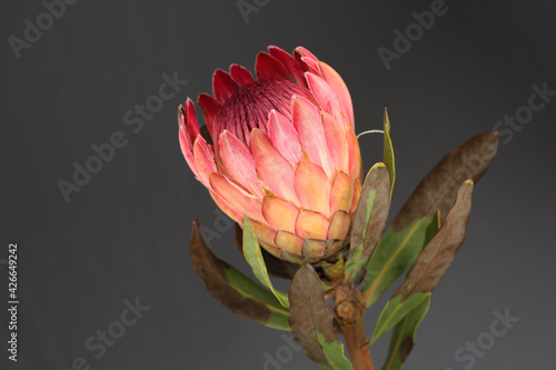 Close-up of beautiful pink King Protea flower isolated