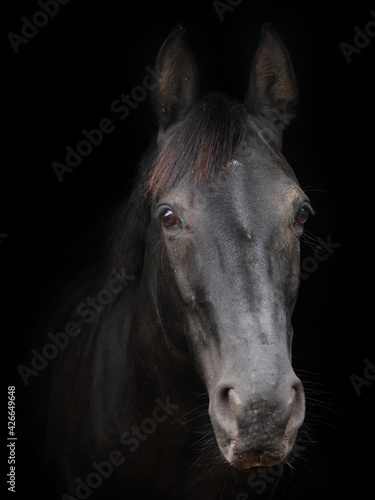 Fototapeta Naklejka Na Ścianę i Meble -  Veteran Horse Headshot