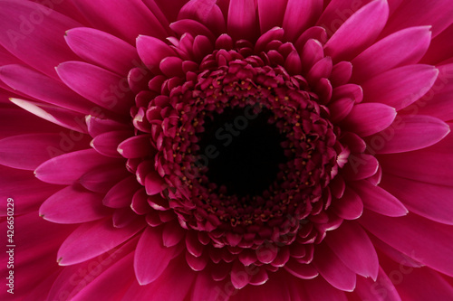 Gerbera flower vibrant color close up macro