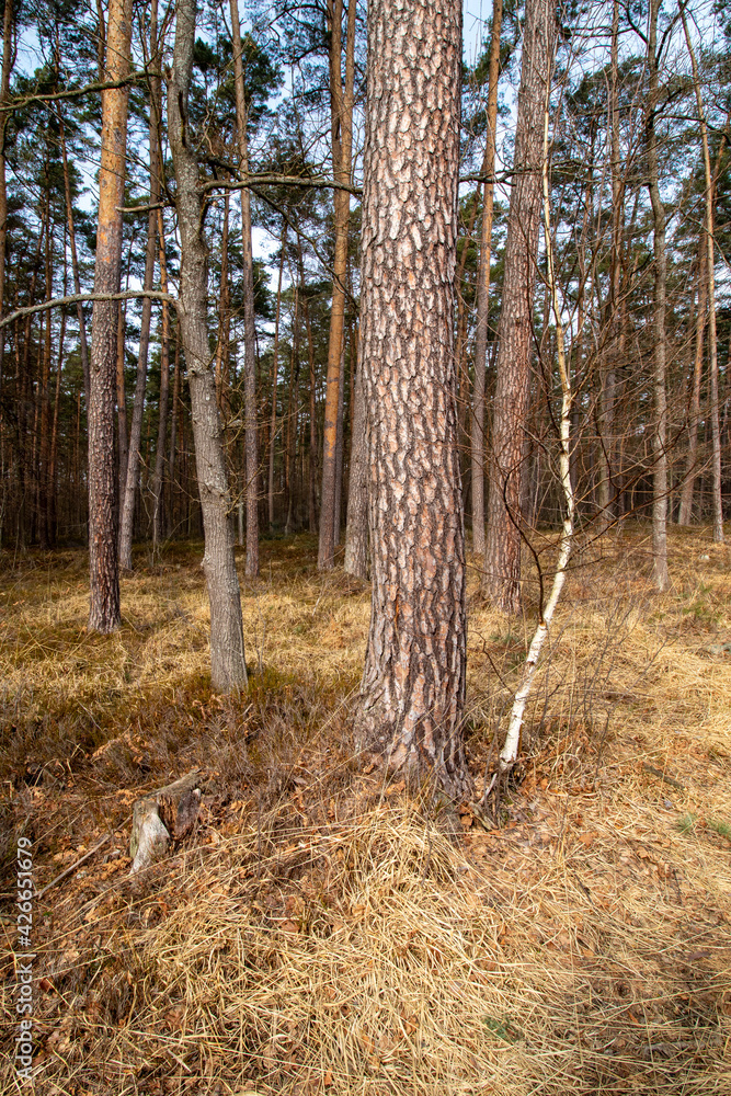 forest in autumn forest in autumn