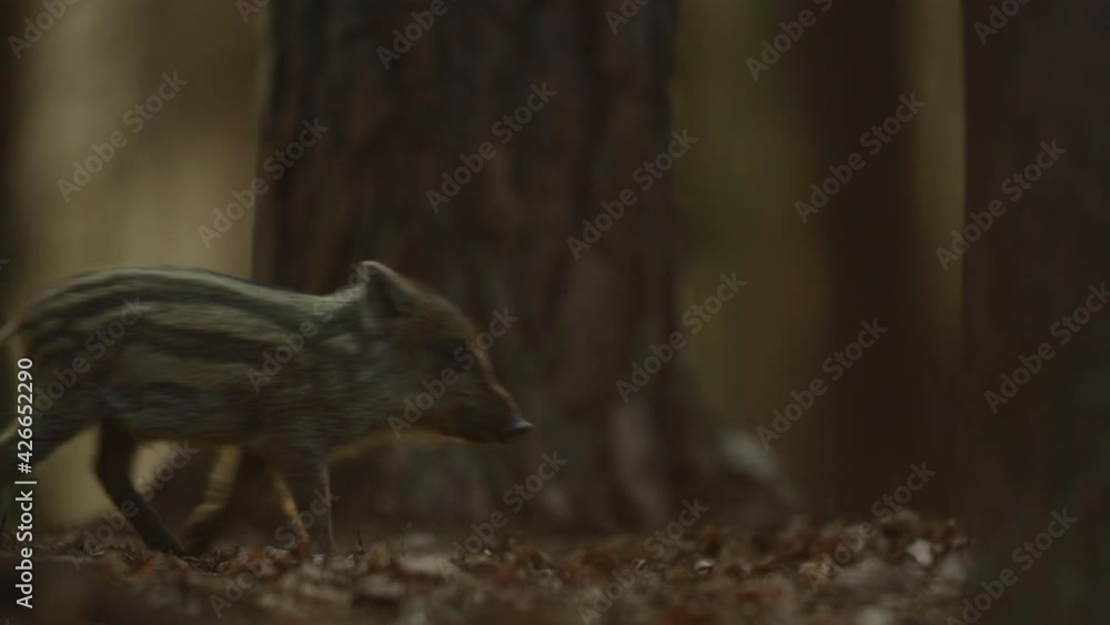 Closeup young wild boars Sus scrofa calm piggy walking in dark wood. Wildlife tranquil scene of animals of long furry. Strong nose and well smell sense to search food in omnivorous mammal Closeup young wild boars Sus scrofa calm piggy walking in dark wood. Wildlife tranquil scene of animals of long furry. Strong nose and well smell sense to search food in omnivorous mammal