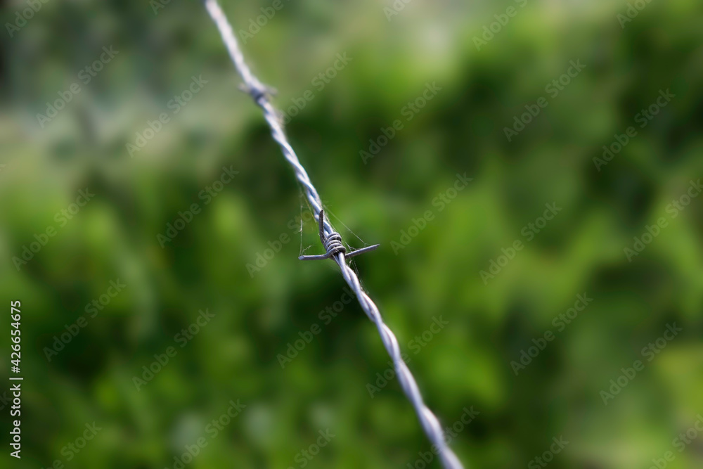 Green blurred background is divided by barbed wire Green blurred background is divided by barbed wire